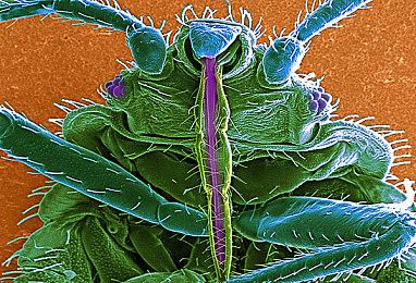 股东希望《怪物猎人：荒野》提前发售 Capcom回应